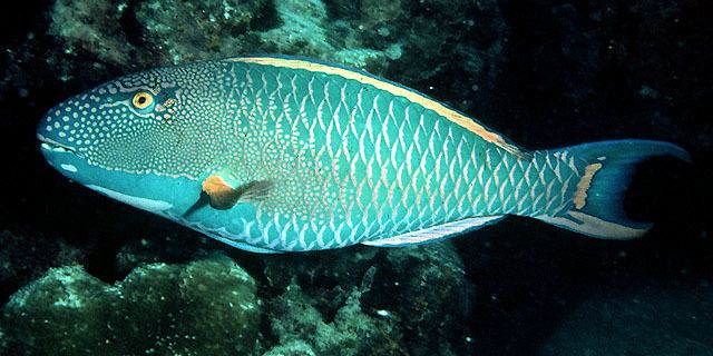 Cetoscarus bicolor Cetoscarus bicolor Bicolor parrotfish Scarus bicolor