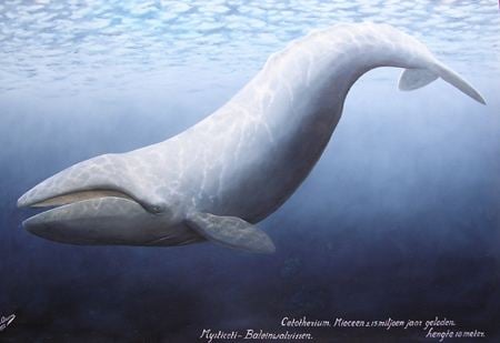 Cetotherium Evolution of Whales Cetotherium OurStorycom Capture your stories
