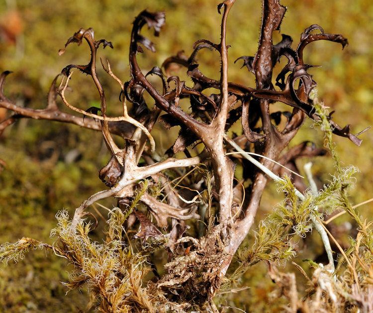 Cetraria Cetraria islandica Lichens of Ireland