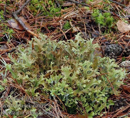 Cetraria What is Iceland Moss Cetraria Islandica with image LindaSamson