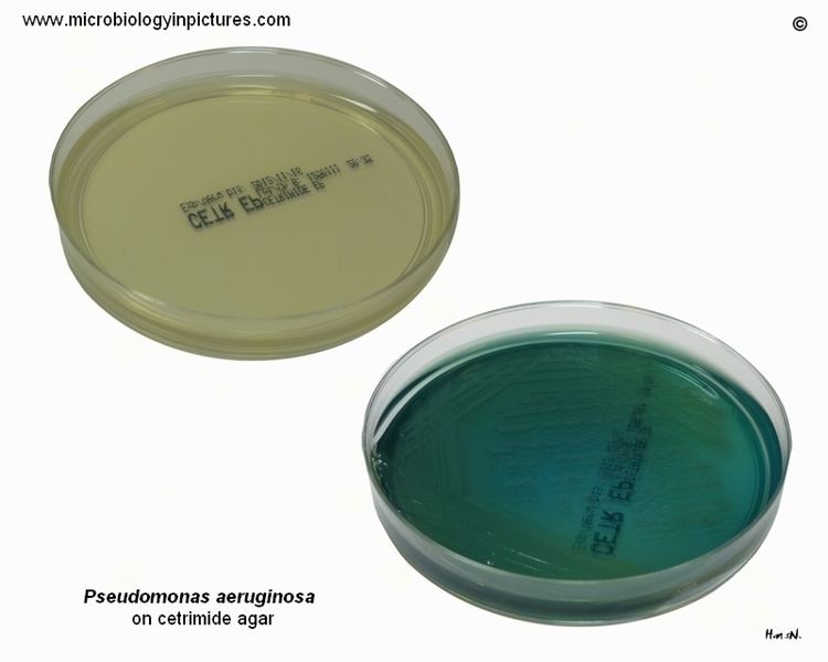 Cetrimide agar wwwmicrobiologyinpicturescombacteriaphotospse