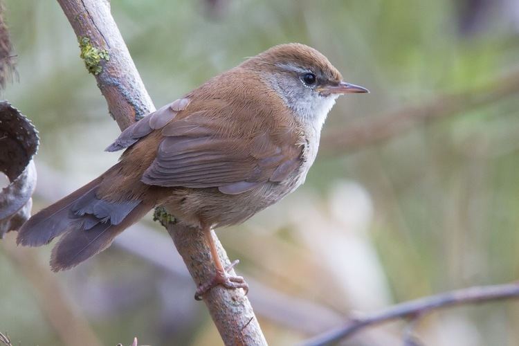 Cetti's warbler Cholsey Wildlife Cetti39s Warbler