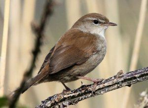 Cetti's warbler Cetti39s Warbler BTO British Trust for Ornithology