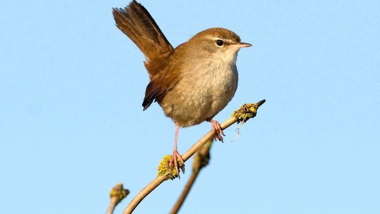 Cetti's warbler BBC Radio 4 Tweet of the Day Cetti39s Warbler