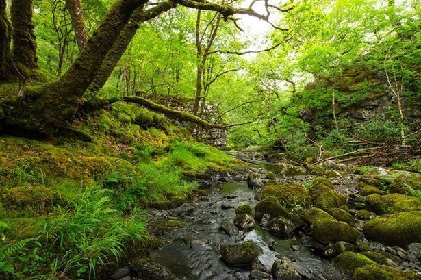 Ceunant Llennyrch National Nature Reserve i1walesonlinecoukincomingarticle10664362ece