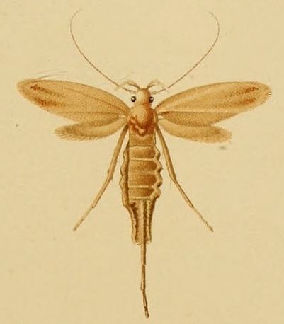 Ceuthomadarus viduellus
