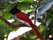 Ceylon paradise flycatcher httpsuploadwikimediaorgwikipediacommonsthu