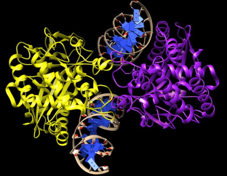 CGAS–STING cytosolic DNA sensing pathway