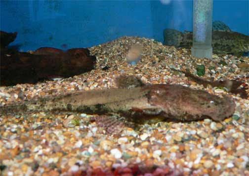 Chaca bankanensis Frogmouth catfish Chaca bankanensis Fish Tanks and Ponds