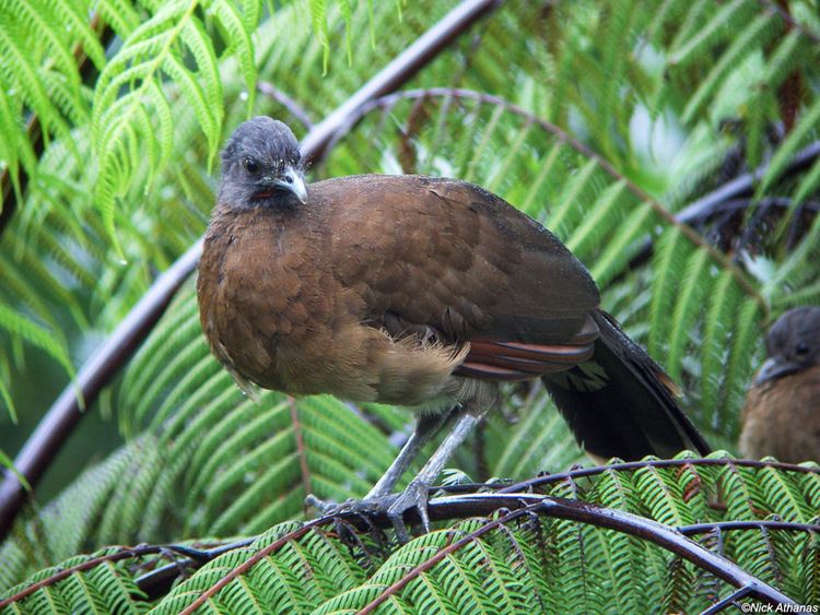 Chachalaca antpittacom Photo Gallery Guans Curassows and Chachalacas