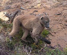 Chacma baboon httpsuploadwikimediaorgwikipediacommonsthu