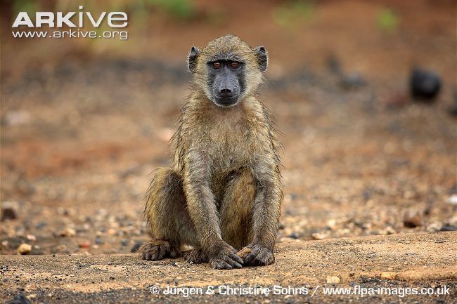 Chacma baboon Chacma baboon videos photos and facts Papio ursinus ARKive