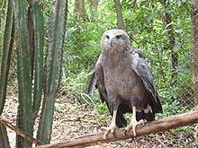 Chaco eagle httpsuploadwikimediaorgwikipediacommonsthu