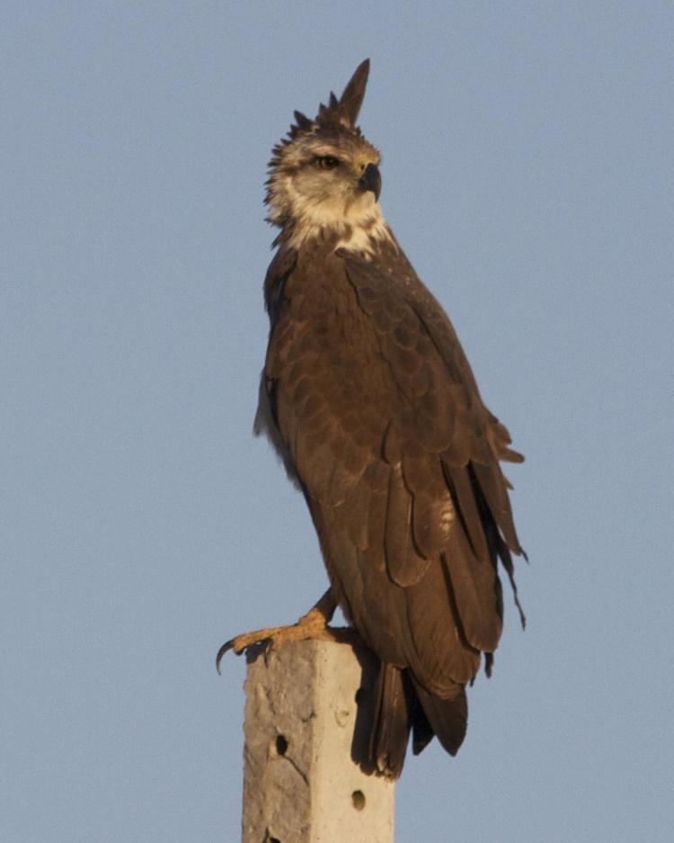 Chaco eagle BirdsEye Photography Review Photos