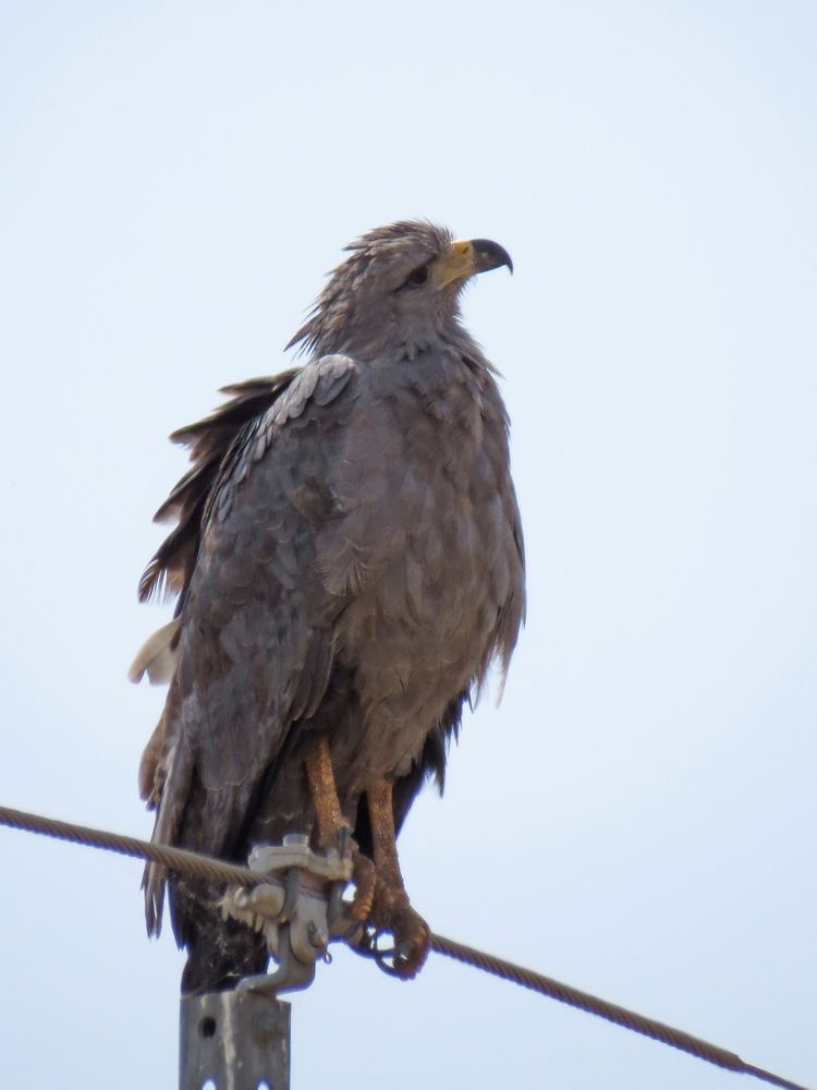 Chaco eagle Paraguay Part one the Chaco 19th 25th September 2015 gryllosblog