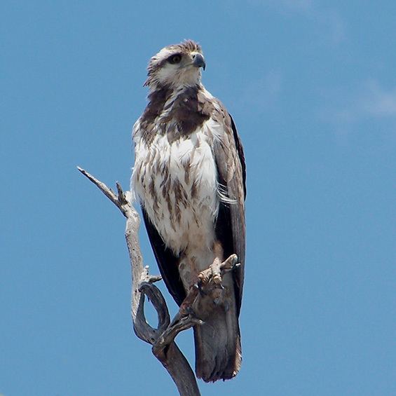 Chaco eagle Ultimate Argentina Raptor Safari
