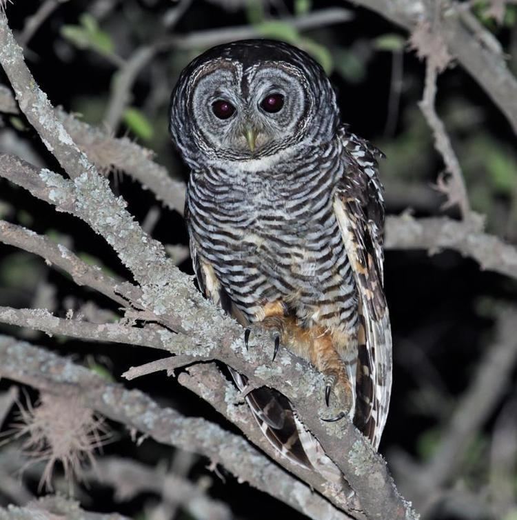 Chaco owl Chaco Owl Strix chacoensis videos photos and sound recordings
