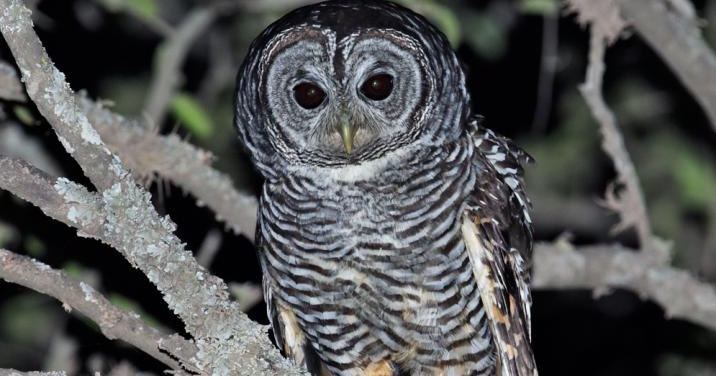 Chaco owl Chaco Owl Strix chacoensis Information Pictures The Owl Pages