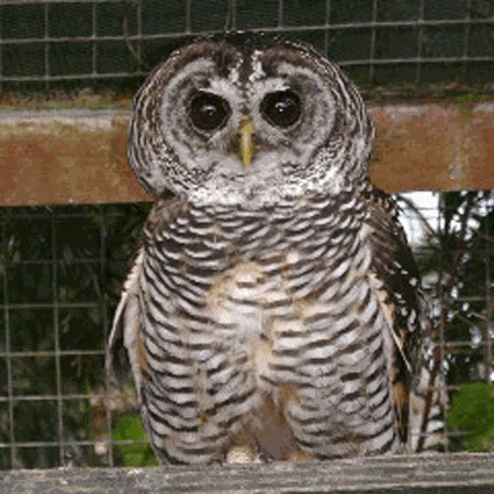 Chaco owl wwwplanetofbirdscomMasterSTRIGIFORMESStrigida