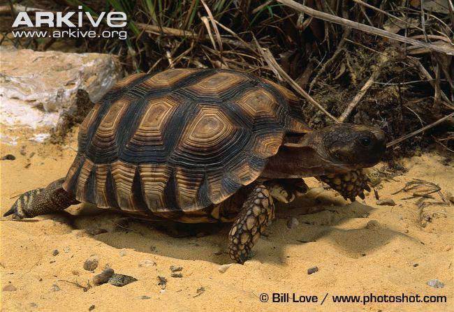 Chaco tortoise Chaco tortoise photo Chelonoidis chilensis G22679 ARKive