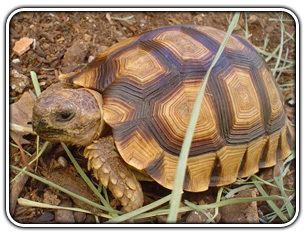 Chaco tortoise Arizona Tortoise Compound
