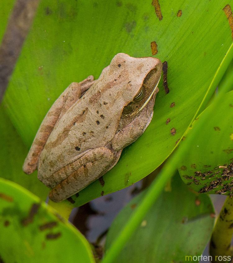 Chaco tree frog Alchetron The Free Social Encyclopedia