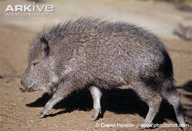 Chacoan peccary Chacoan peccary photo Catagonus wagneri G9903 ARKive