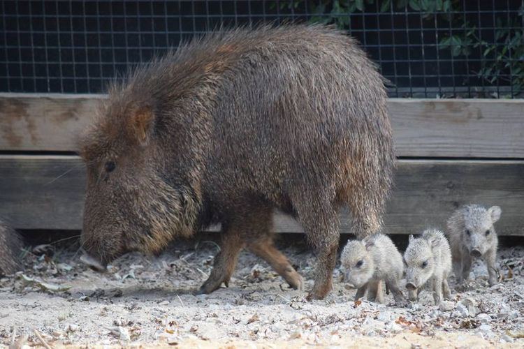 Chacoan peccary Chacoan Peccary 39Labors39 on Labor Day Weekend ZooBorns