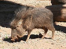 Chacoan peccary Chacoan peccary Wikipedia