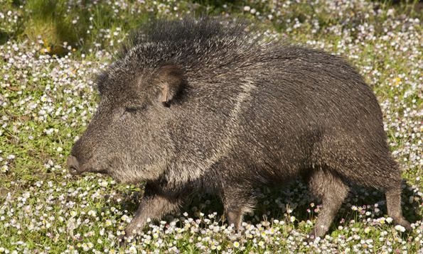 Chacoan peccary San Francisco Zoo