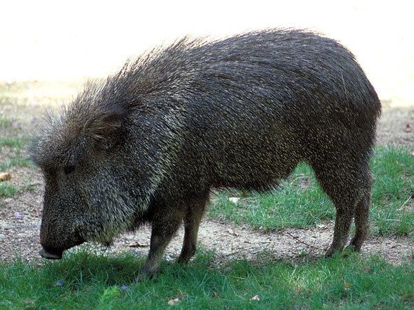 Chacoan peccary Chacoan PeccaryEndangered animals listOur endangered animals