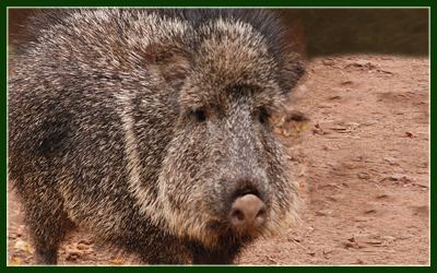 Chacoan peccary Chacoan Peccary Elmwood Park Zoo Elmwood Park Zoo www