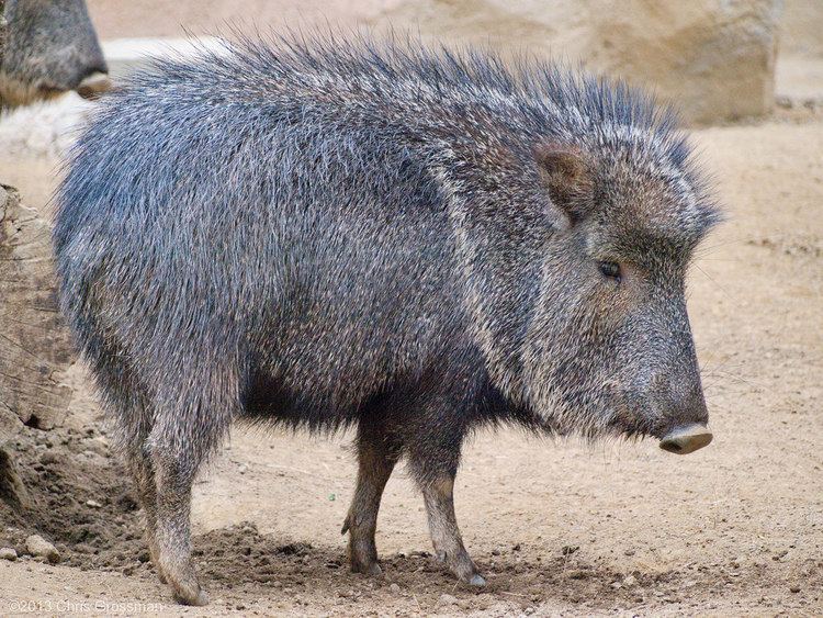 Chacoan peccary httpsc1staticflickrcom981038464521508a818