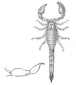 Chactidae httpsuploadwikimediaorgwikipediacommonsthu