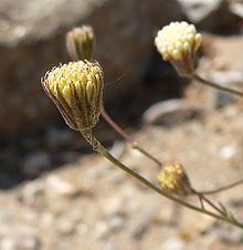 Chaenactis carphoclinia httpsuploadwikimediaorgwikipediacommonsthu