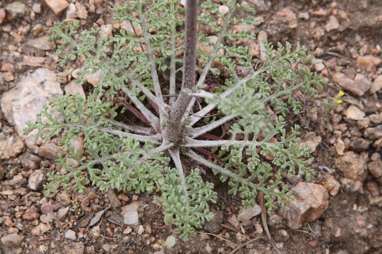 Chaenactis douglasii 3 Family Colorado Native Plant Master Page 19