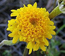 Chaenactis glabriuscula httpsuploadwikimediaorgwikipediacommonsthu