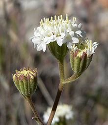 Chaenactis stevioides httpsuploadwikimediaorgwikipediacommonsthu