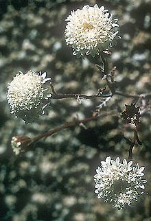Chaenactis xantiana httpsuploadwikimediaorgwikipediacommonsthu