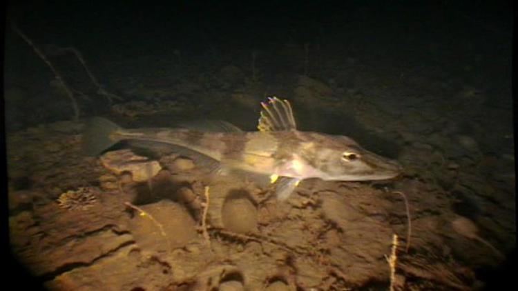 Chaenocephalus aceratus Antarctic Underwater Field GuideChordataActinopterygii fish