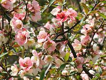 Chaenomeles cathayensis httpsuploadwikimediaorgwikipediacommonsthu