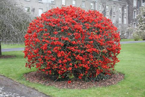 Chaenomeles japonica Chaenomeles Japonica 10 Seeds Cold Hardy Red Japanese Quince Shrub