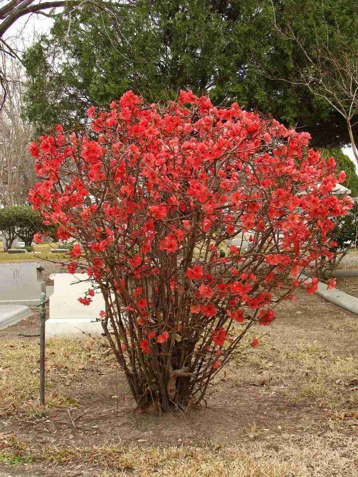 Chaenomeles japonica 1000 images about Chaenomeles on Pinterest Early spring Fruit