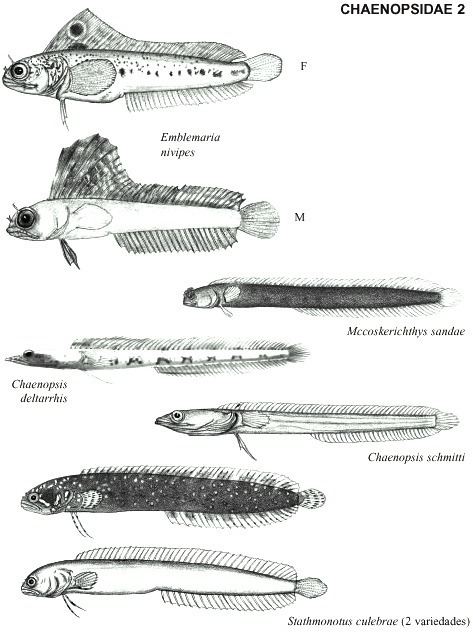 Chaenopsidae Familia Chaenopsidae trambollines trambollos