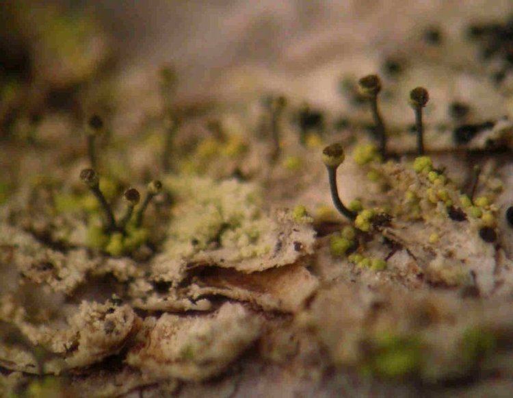 Chaenotheca Ways of Enlichenment Lichens of North America