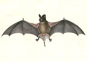 Chaerephon (bat) httpsuploadwikimediaorgwikipediacommonsthu