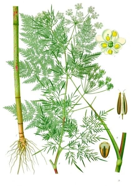 Chaerophyllum Chaerophyllum bulbosum Wikipedia