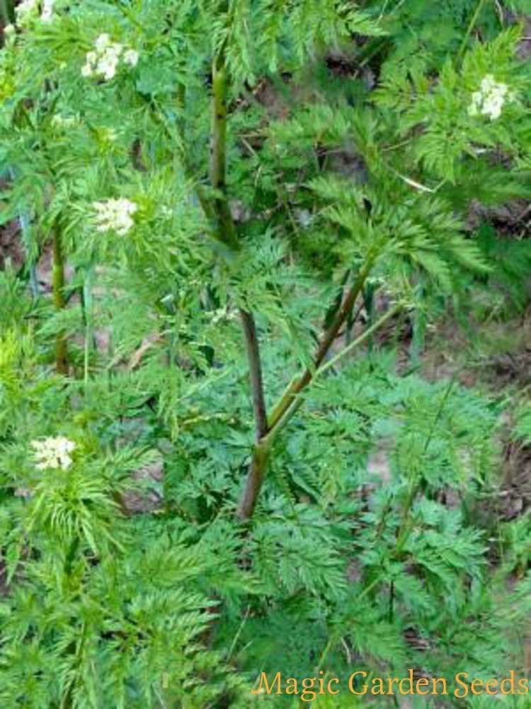 Chaerophyllum bulbosum Root Chervil Chaerophyllum bulbosum heritage and heirloom seeds