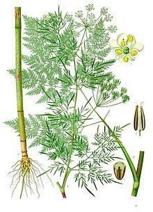 Chaerophyllum bulbosum httpsuploadwikimediaorgwikipediacommonsthu