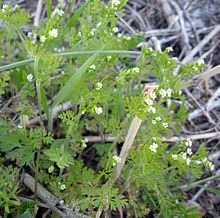 Chaerophyllum tainturieri httpsuploadwikimediaorgwikipediacommonsthu